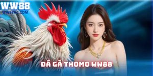 Đá gà Thomo
