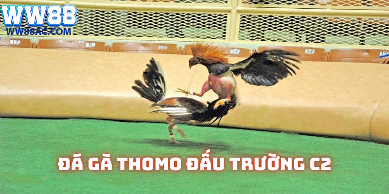 Cấp độ C2 đầy tính thử thách cho kê chọi