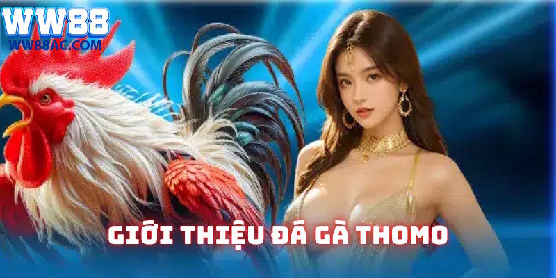Nội dung giới thiệu về đá gà Thomo