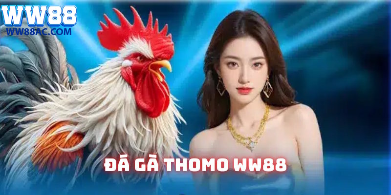 Đá gà Thomo