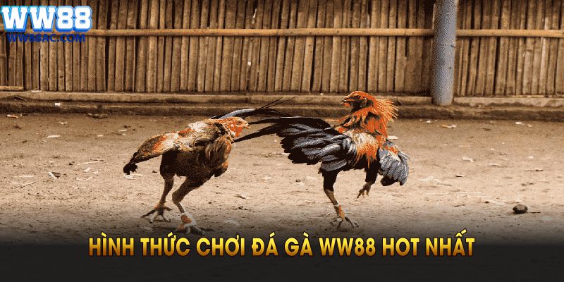 Hình thức chơi Đá Gà WW88 hot nhất, thu hút đông đảo người chơi