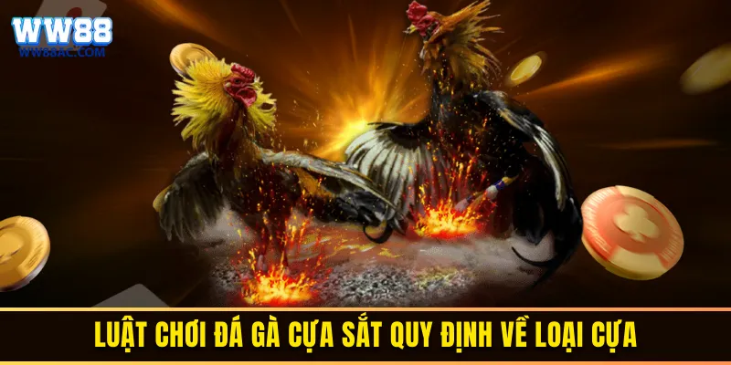 Luật chơi đá gà cựa sắt quy định về loại cựa